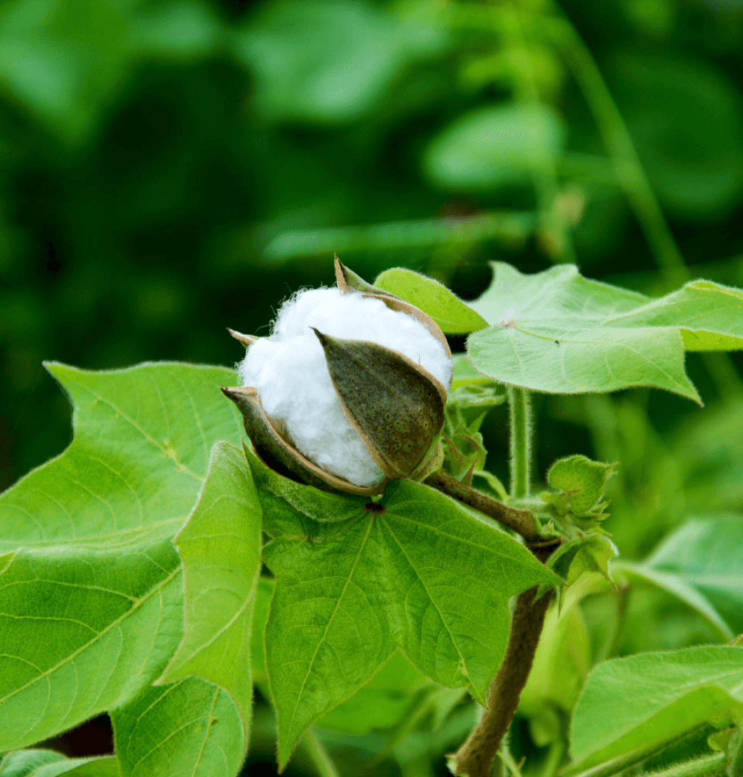 ORGANIC COTTON